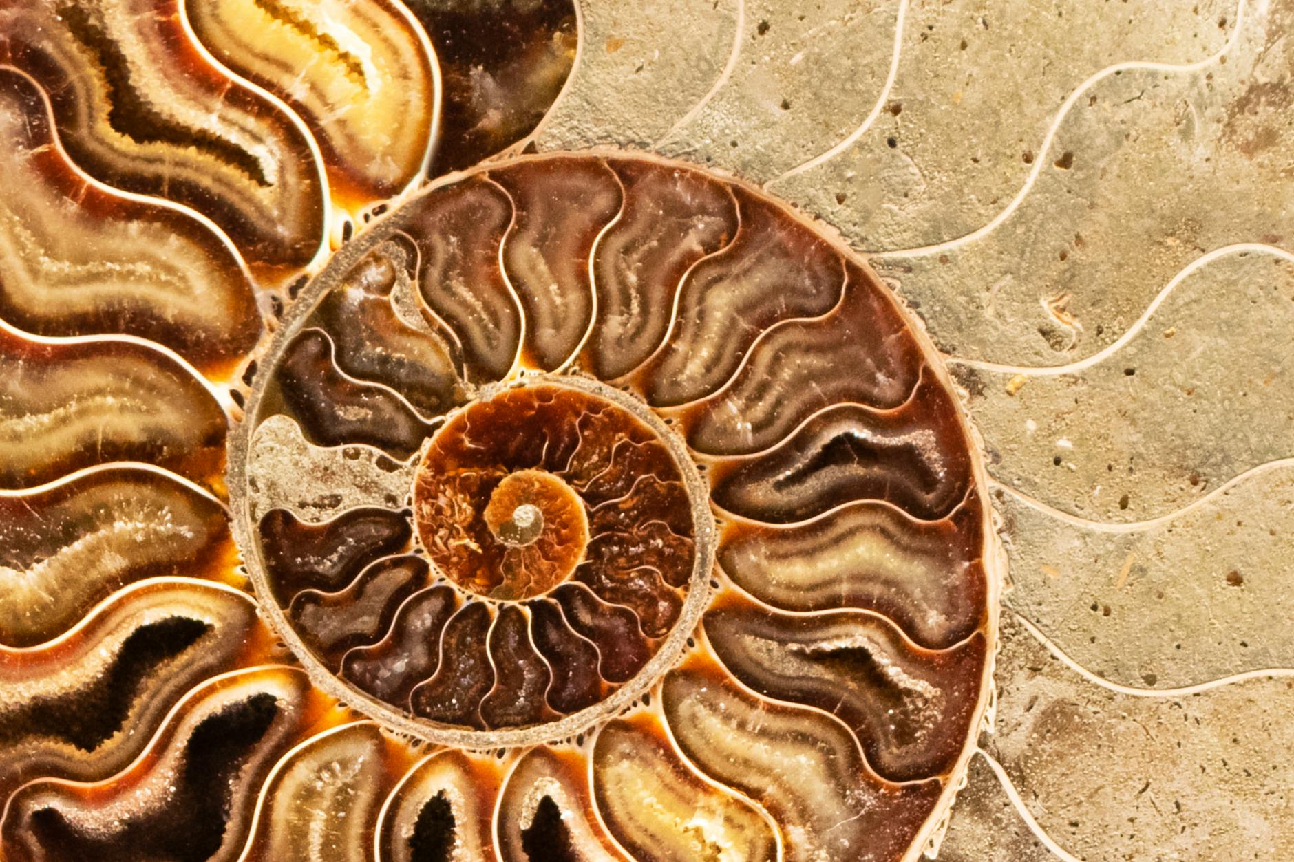 ammonite prehistoric fossilized mollusk an extinct marine animal